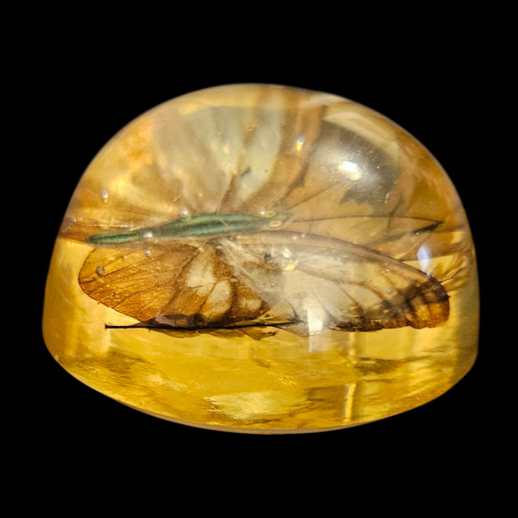 Vintage 1950s Resin Dome Paperweight Real Butterfly Insect Specimen 2.5" - Picture 5 of 6